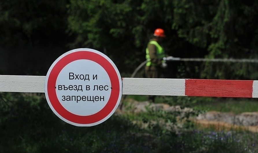 Запрет на посещение лесов введен в девяти районах Могилевской области