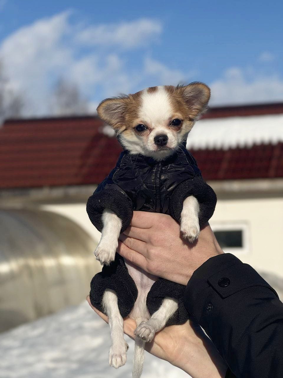 Мода для четвероногих сезона весна-2026!